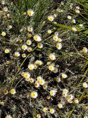 Image of Helichrysum argyrolepis