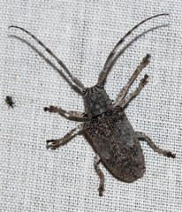 Crossotus stypticus