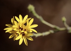 Lessingia glandulifera