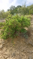 Chamaecytisus spinescens