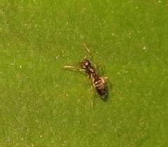 Technomyrmex pallipes