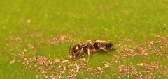 Technomyrmex pallipes