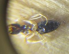 Technomyrmex pallipes