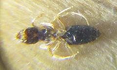 Technomyrmex pallipes
