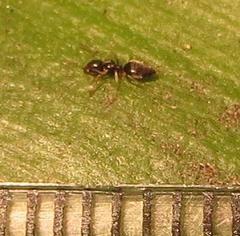 Technomyrmex pallipes