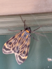 Eucereon phaeoprocta