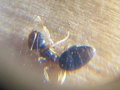 Technomyrmex pallipes