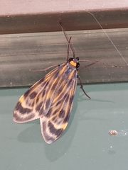 Eucereon phaeoprocta