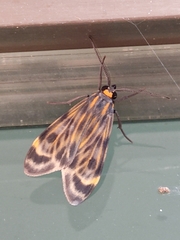 Eucereon phaeoprocta