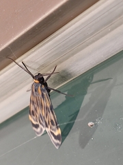 Eucereon phaeoprocta