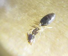 Technomyrmex pallipes
