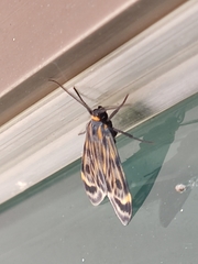 Eucereon phaeoprocta