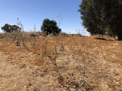 Eriogonum nudum psychicola