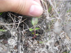 Phyllopodium capillare