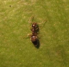 Technomyrmex pallipes