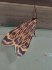 Eucereon phaeoprocta