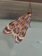 Eucereon phaeoprocta