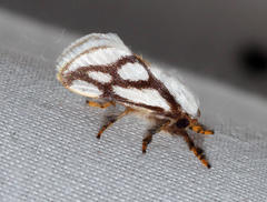 Parapluda invitabilis