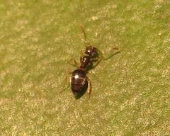 Technomyrmex pallipes