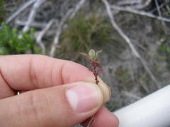 Phyllopodium capillare