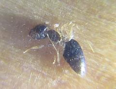 Technomyrmex pallipes