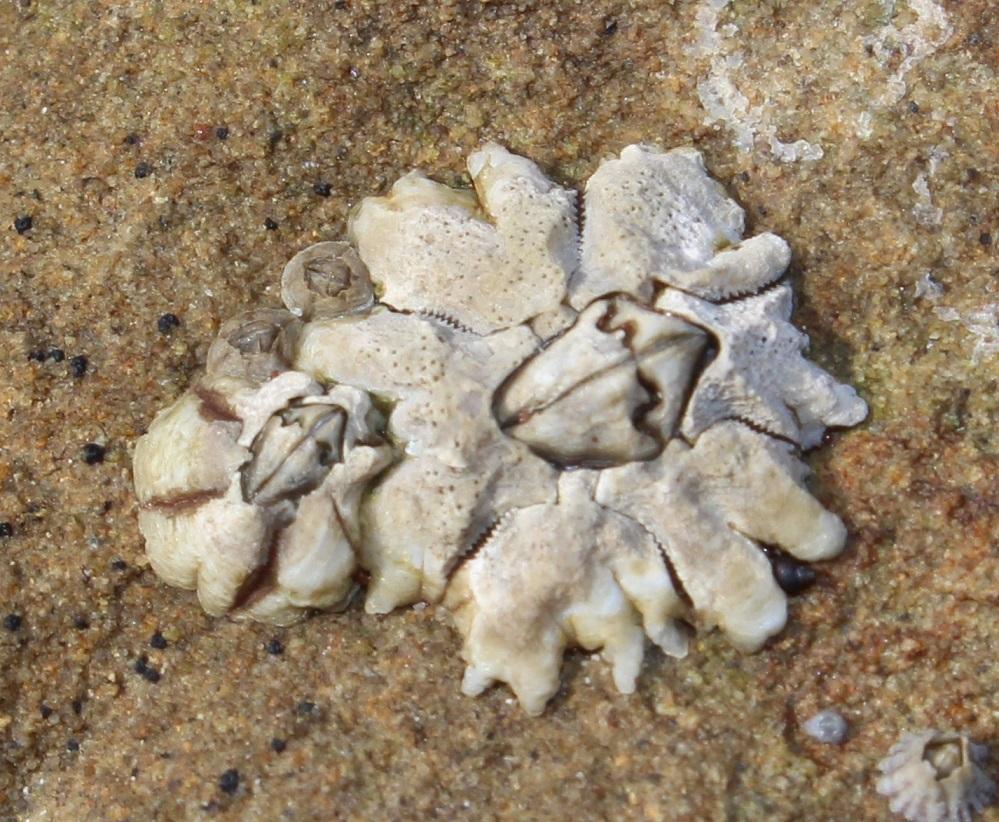 Tooth Barnacle