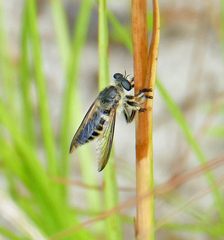 Megaphorus laphroides