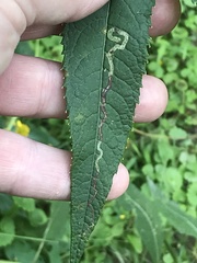 Liriomyza eupatoriella