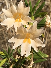 Diplacus grandiflorus