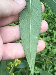 Liriomyza eupatoriella