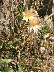 Diplacus grandiflorus