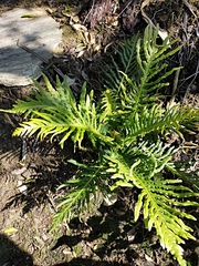 Blechnum gibbum