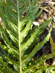 Blechnum gibbum
