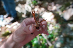 Euastacus