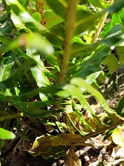 Blechnum gibbum