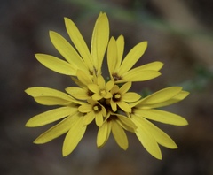 Lessingia glandulifera