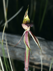 Caladenia actensis