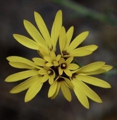 Lessingia glandulifera