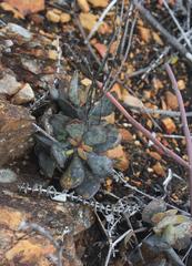 Adromischus