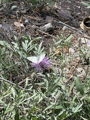 Pontia occidentalis