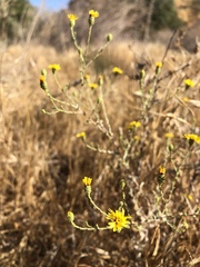 Lessingia glandulifera