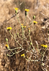 Lessingia glandulifera