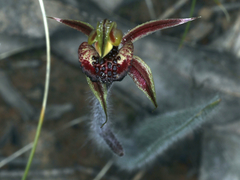 Caladenia actensis