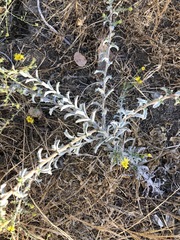 Lessingia glandulifera