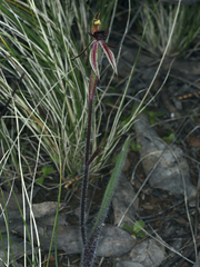 Caladenia actensis