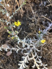Lessingia glandulifera