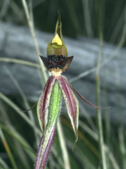 Caladenia actensis