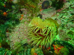 Pseudactinia flagellifera