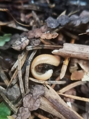 Polyzoniidae