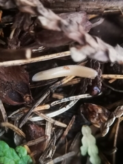 Polyzoniidae